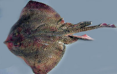 Raja brachyura_08.jpg